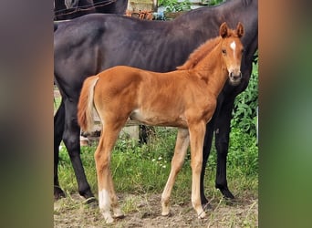 Oldenburg, Giumenta, 3 Anni, 167 cm, Sauro scuro