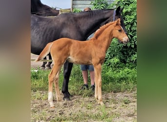 Oldenburg, Giumenta, 3 Anni, 167 cm, Sauro scuro