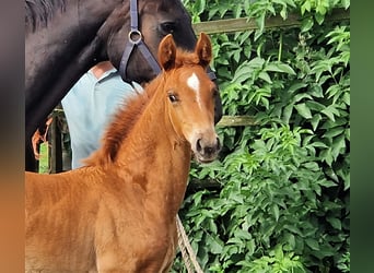 Oldenburg, Giumenta, 3 Anni, 167 cm, Sauro scuro