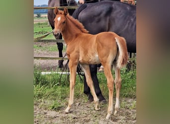 Oldenburg, Giumenta, 3 Anni, 167 cm, Sauro scuro