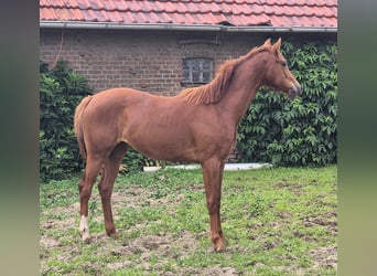 Oldenburg, Giumenta, 3 Anni, 167 cm, Sauro scuro