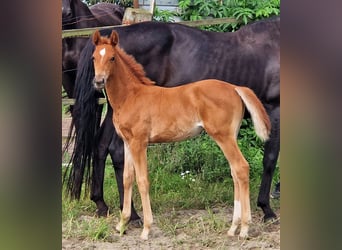 Oldenburg, Giumenta, 3 Anni, 167 cm, Sauro scuro
