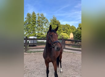 Oldenburg, Giumenta, 3 Anni, 168 cm, Baio