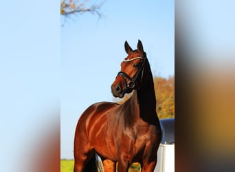 Oldenburg, Giumenta, 3 Anni, 168 cm, Baio