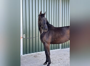 Oldenburg, Giumenta, 3 Anni, 168 cm, Baio scuro