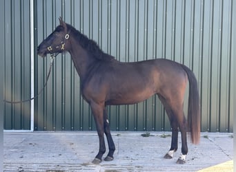 Oldenburg, Giumenta, 3 Anni, 168 cm, Baio scuro