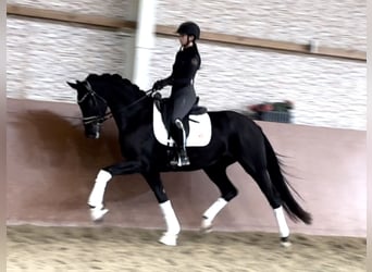 Oldenburg, Giumenta, 3 Anni, 168 cm, Morello