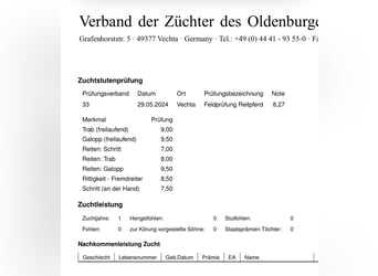 Oldenburg, Giumenta, 3 Anni, 168 cm, Morello