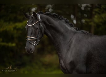 Oldenburg, Giumenta, 3 Anni, 168 cm, Morello