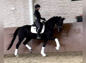 Oldenburg, Giumenta, 3 Anni, 168 cm, Morello