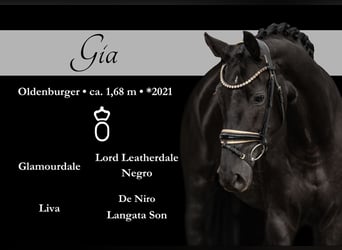 Oldenburg, Giumenta, 3 Anni, 168 cm, Morello