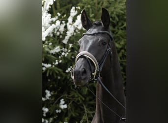 Oldenburg, Giumenta, 3 Anni, 168 cm, Morello