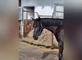 Oldenburg, Giumenta, 3 Anni, 168 cm, Morello