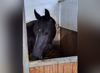 Oldenburg, Giumenta, 3 Anni, 168 cm, Morello