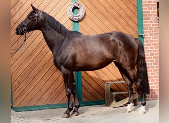 Oldenburg, Giumenta, 3 Anni, 168 cm, Morello