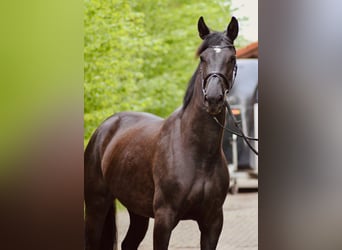 Oldenburg, Giumenta, 3 Anni, 168 cm, Morello