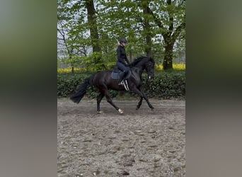 Oldenburg, Giumenta, 3 Anni, 168 cm, Morello