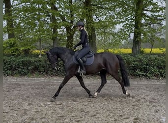 Oldenburg, Giumenta, 3 Anni, 168 cm, Morello