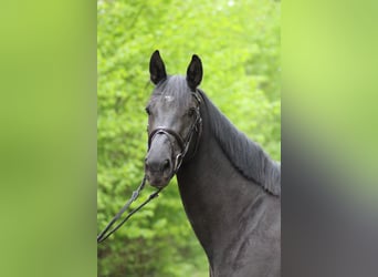 Oldenburg, Giumenta, 3 Anni, 168 cm, Morello