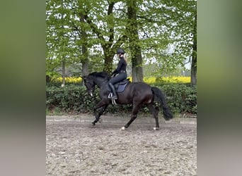 Oldenburg, Giumenta, 3 Anni, 168 cm, Morello