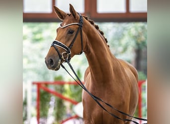 Oldenburg, Giumenta, 3 Anni, 168 cm, Sauro