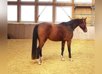 Oldenburg, Giumenta, 3 Anni, 169 cm, Baio