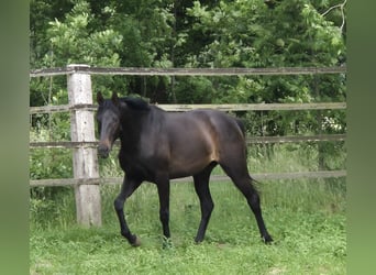 Oldenburg, Giumenta, 3 Anni, 169 cm, Baio nero