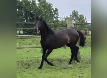 Oldenburg, Giumenta, 3 Anni, 169 cm, Baio nero