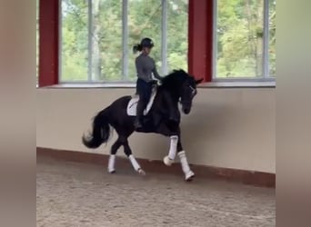 Oldenburg, Giumenta, 3 Anni, 169 cm, Baio scuro