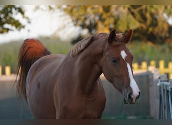 Oldenburg, Giumenta, 3 Anni, 169 cm, Sauro