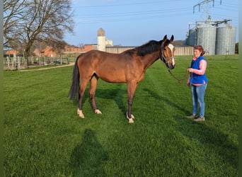 Oldenburg, Giumenta, 3 Anni, 170 cm, Baio