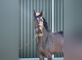 Oldenburg, Giumenta, 3 Anni, 170 cm, Baio nero