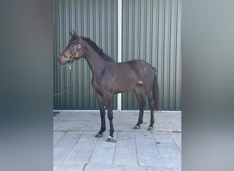 Oldenburg, Giumenta, 3 Anni, 170 cm, Baio nero