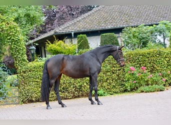 Oldenburg, Giumenta, 3 Anni, 170 cm, Baio scuro