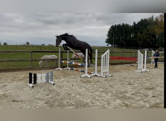 Oldenburg, Giumenta, 3 Anni, 170 cm, Grigio