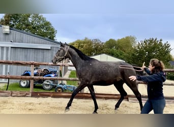 Oldenburg, Giumenta, 3 Anni, 170 cm, Grigio