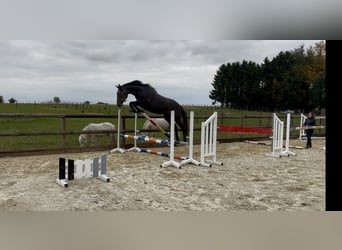 Oldenburg, Giumenta, 3 Anni, 170 cm, Grigio