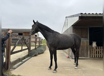 Oldenburg, Giumenta, 3 Anni, 170 cm, Grigio