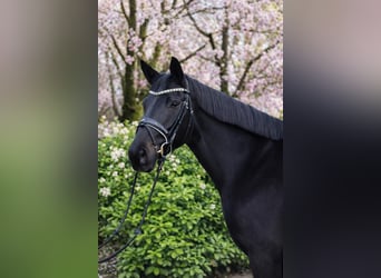Oldenburg, Giumenta, 3 Anni, 170 cm, Morello