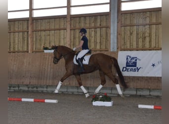 Oldenburg, Giumenta, 3 Anni, 170 cm, Sauro