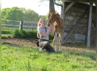 Oldenburg, Giumenta, 3 Anni, 170 cm, Sauro