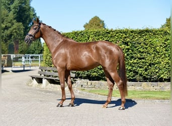 Oldenburg, Giumenta, 3 Anni, 170 cm, Sauro