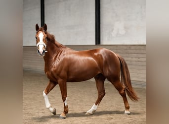 Oldenburg, Giumenta, 3 Anni, 170 cm, Sauro scuro
