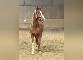 Oldenburg, Giumenta, 3 Anni, 170 cm, Sauro scuro