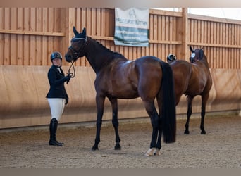 Oldenburg, Giumenta, 3 Anni, 172 cm, Baio