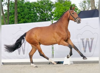 Oldenburg, Giumenta, 3 Anni, 172 cm, Baio