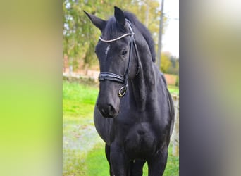 Oldenburg, Giumenta, 3 Anni, 172 cm, Morello