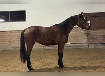 Oldenburg, Giumenta, 3 Anni, 175 cm, Baio