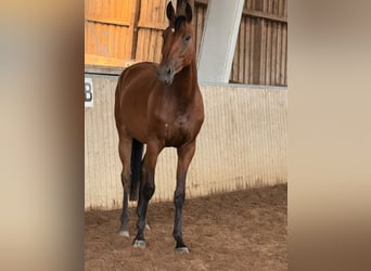 Oldenburg, Giumenta, 3 Anni, Baio