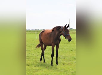 Oldenburg, Giumenta, 3 Anni, Baio scuro